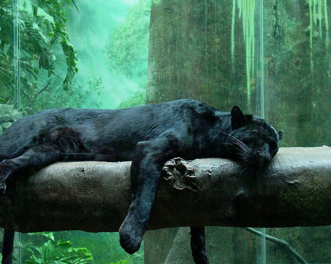 animal-black-jaguar-imagesforfree-org-459265 – The ...