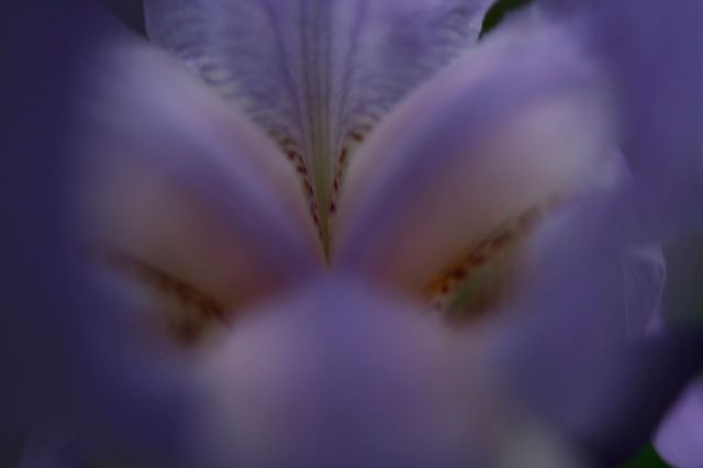 1280px-Inside-iris-blue-flower-macro_-_West_Virginia_-_ForestWander