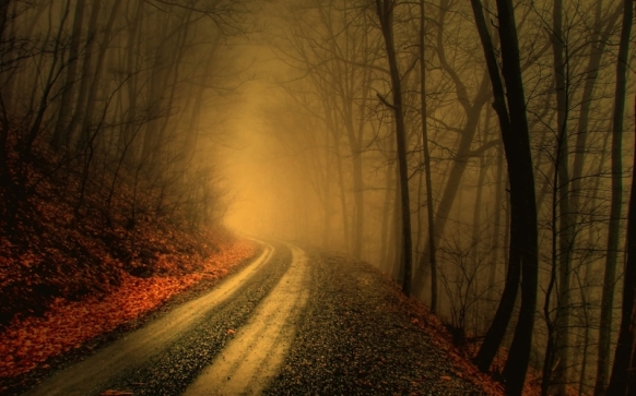 trees autumn forest path fog mist roads 2560x1600 wallpaper_www.wallpaperto.com_2