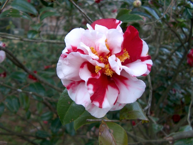 camellia2